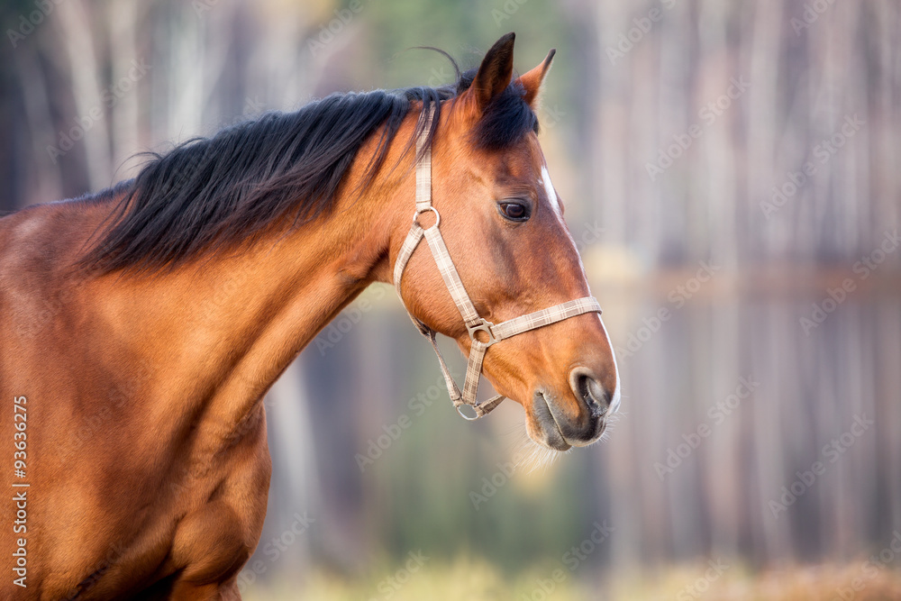 Obraz premium Portrait of a horse close up