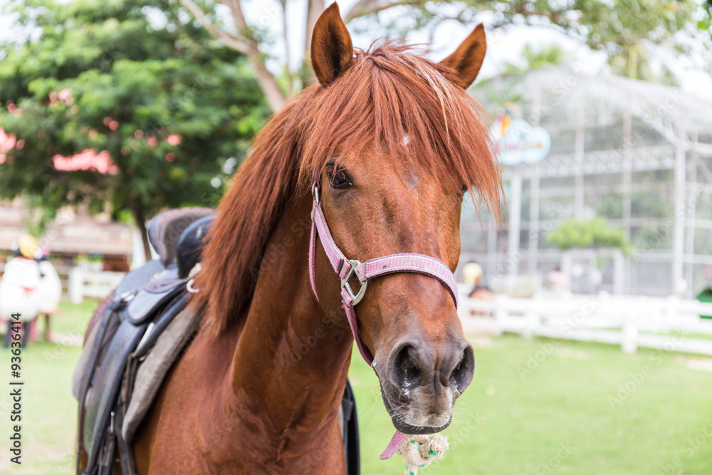 Fototapeta premium Horse live in the farm