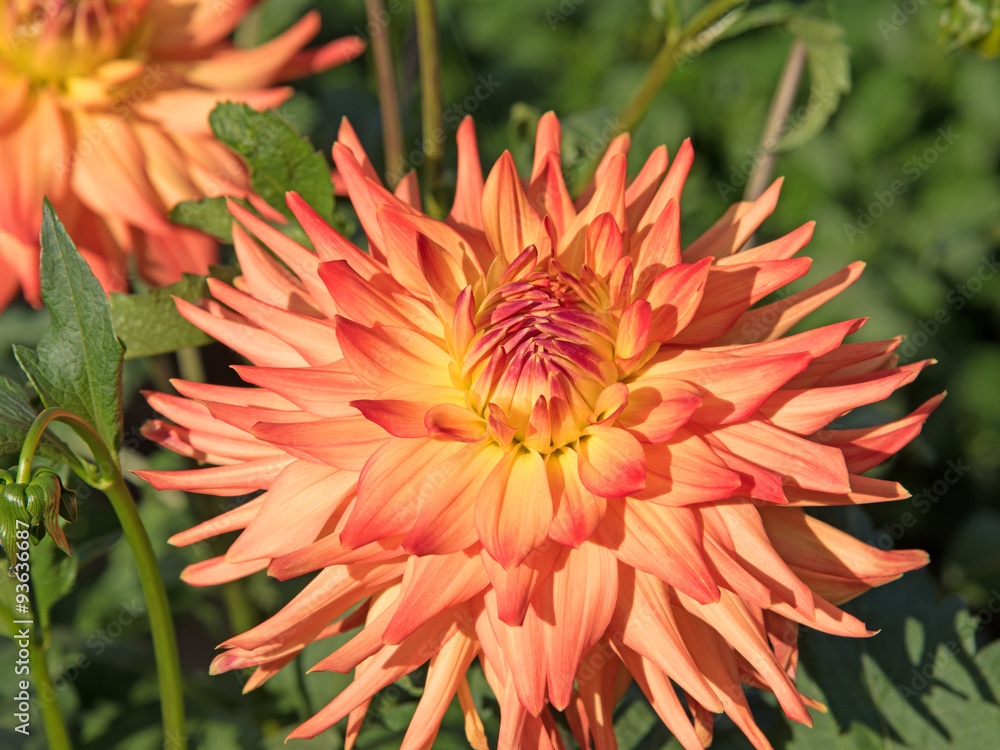 Dahlien Dahlien