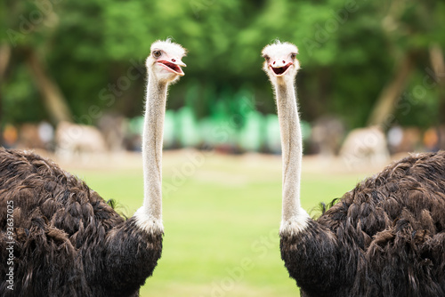 Couple ostrich