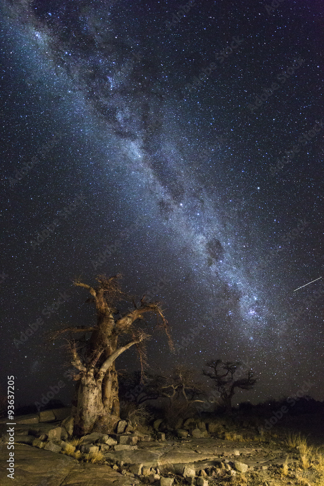 Fototapeta premium Baobabs under the milkyway