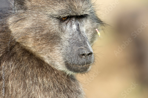 cape baboon at Cape Point in South Africa