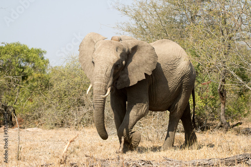 African Elephant