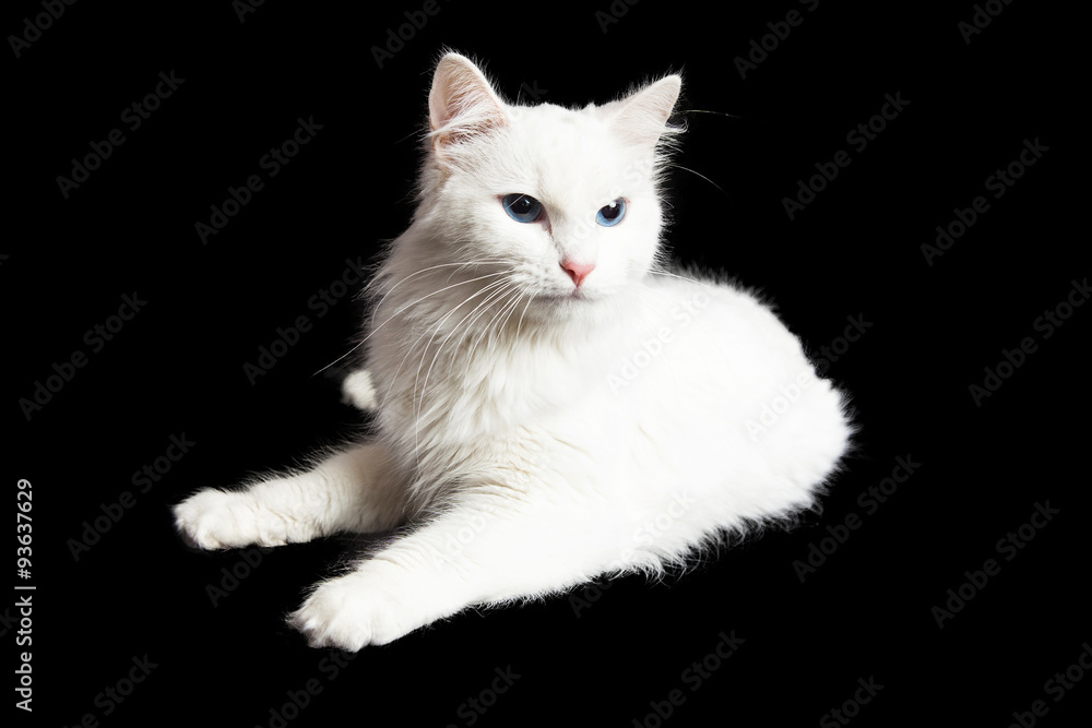 Angry White Cat On Black Background