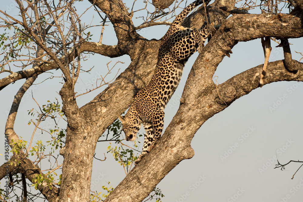 Fototapeta premium Leopard climbing down a tree