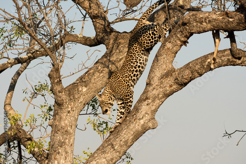 Leopard climbing down a tree