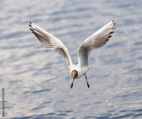 seagull flies over the sea.