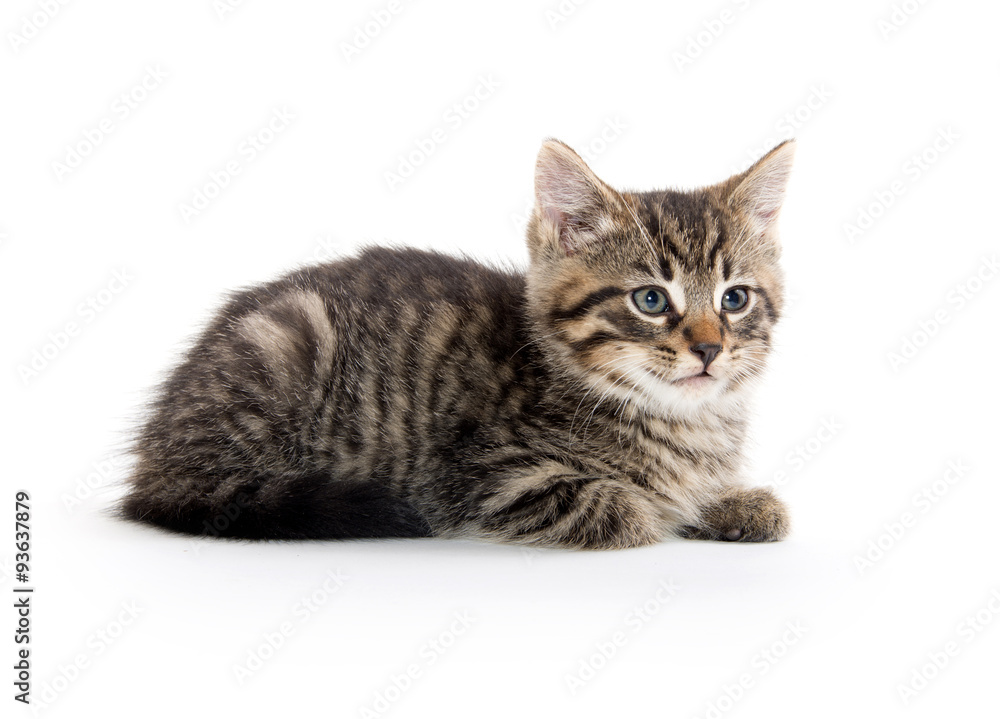 Cute tabby kitten on white Cute tabby kitten on white