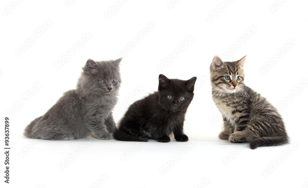 Obraz premium Three cute kittens