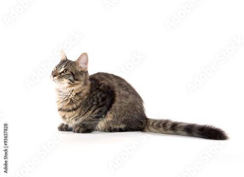 Cute tabby cat on white