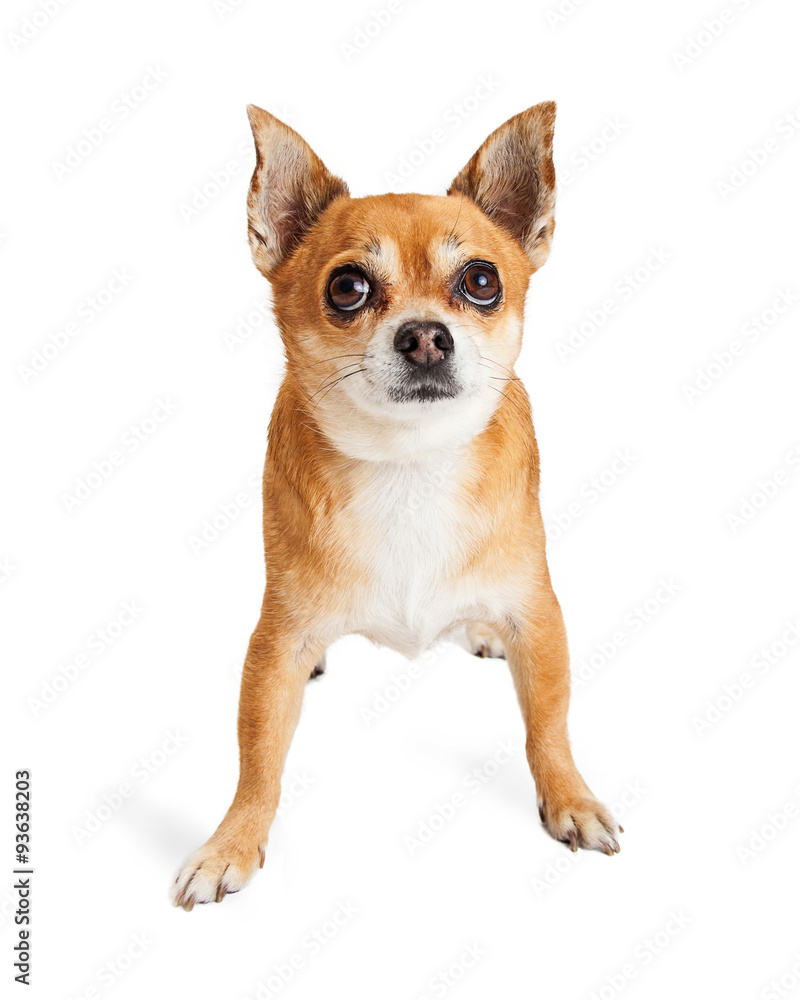 Chihuahua Dog Looking Up Funny Expression Chihuahua Dog Looking Up Funny Expression