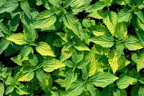 Wild green nettles in bright light above view