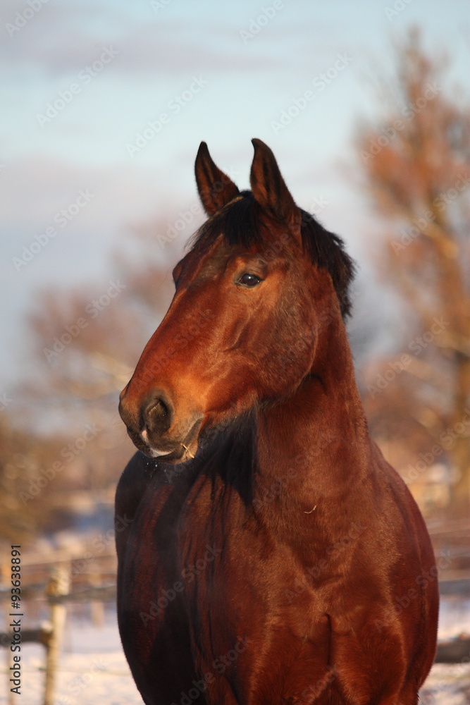 Fototapeta premium Bay horse portrait in winter