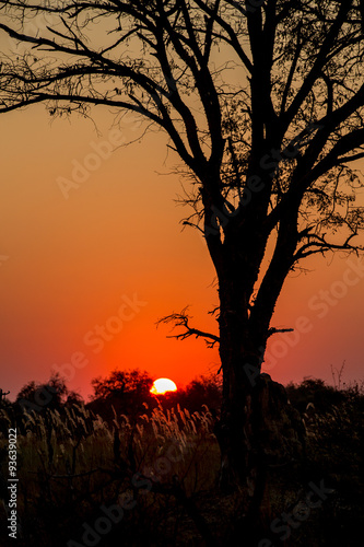 Red Africa Sunset