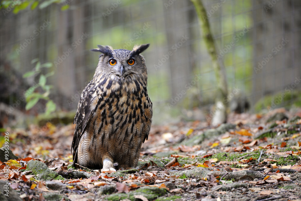 Fototapeta premium Uhu