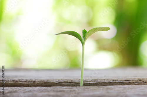 Growing pumpkin plant on wooden table