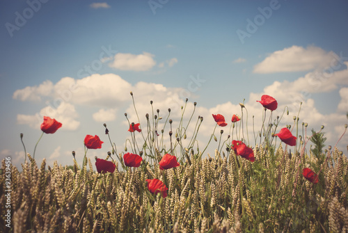 Red poppies in field of wheat