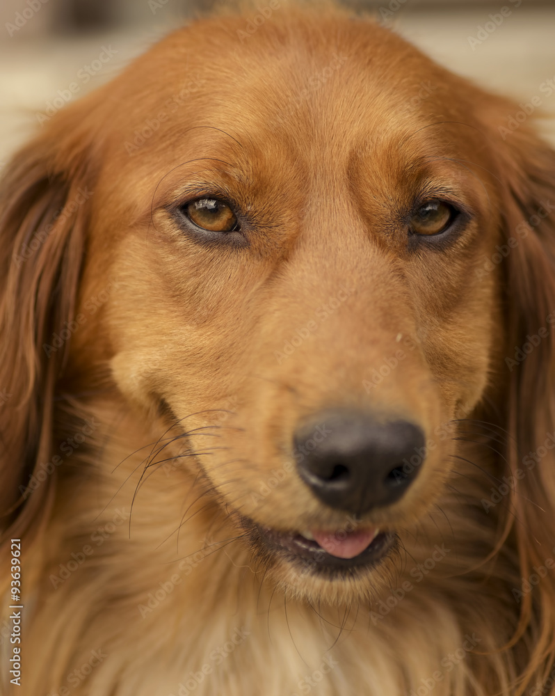 Closeup dog portrait