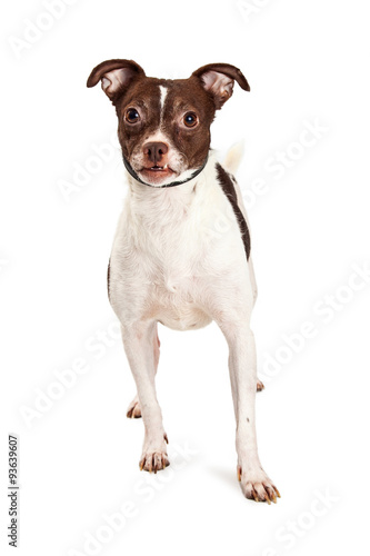 Cute Terrer Crossbreed Dog Brown and White photo