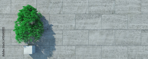 Baum vor Beton mit Textfreiraum