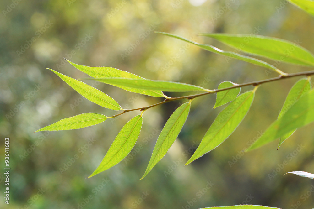 Fototapeta premium Branch of a tree in a garden
