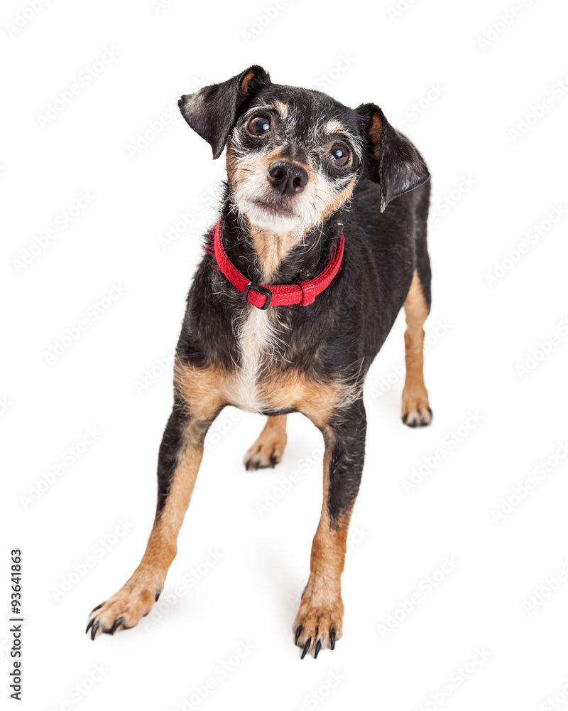 Terrier Crossbreed Dog With Sad Eyes