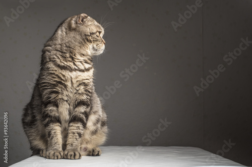 Pregnant thick gray striped scottish fold cat sitting on a table covered with a white cloth and looking to the side