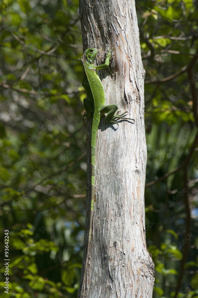 iguana verde su albero iguana verde su albero