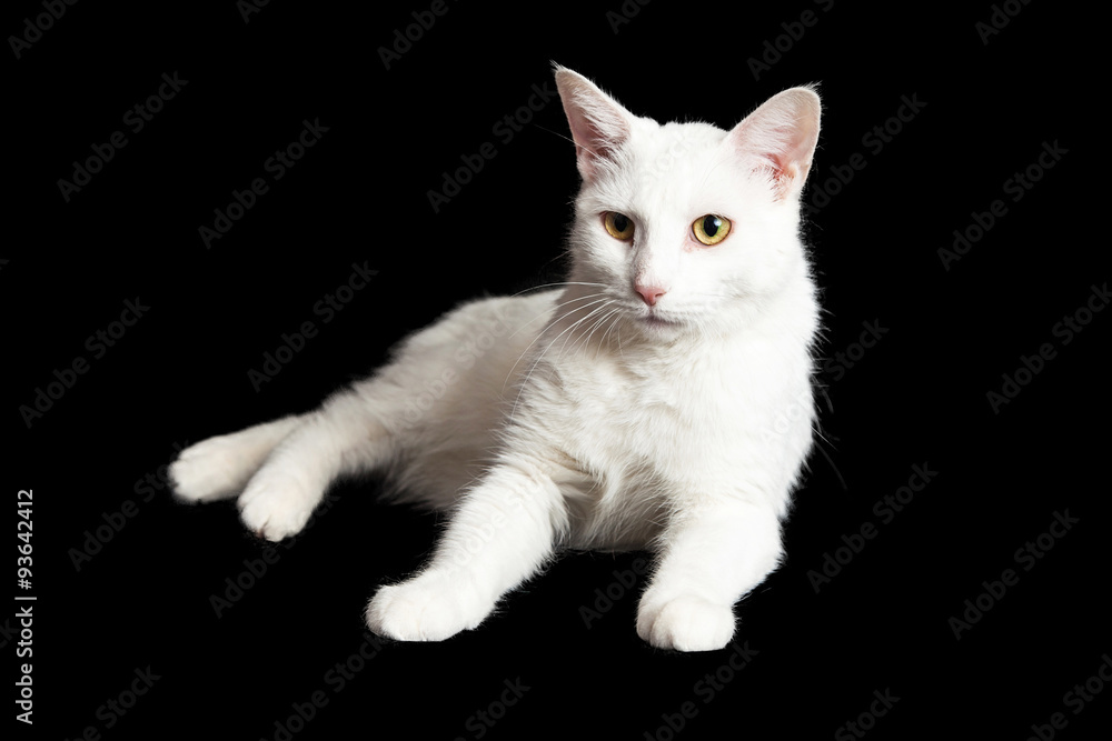 White Cat on Black With Alert Expression