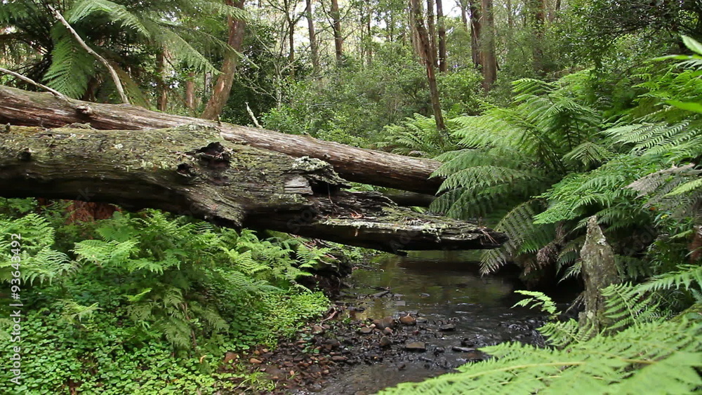 This rainforest landscape is of the temperate rainforest of NSW Australia.
Rainforest offers an insight into the tree fern landscapes This rainforest landscape is of the temperate rainforest of NSW Australia.
Rainforest offers an insight into the tree fern landscapes