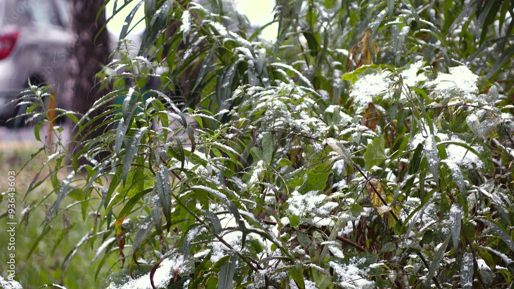 Green leaves with snow 6 Green leaves with snow 6