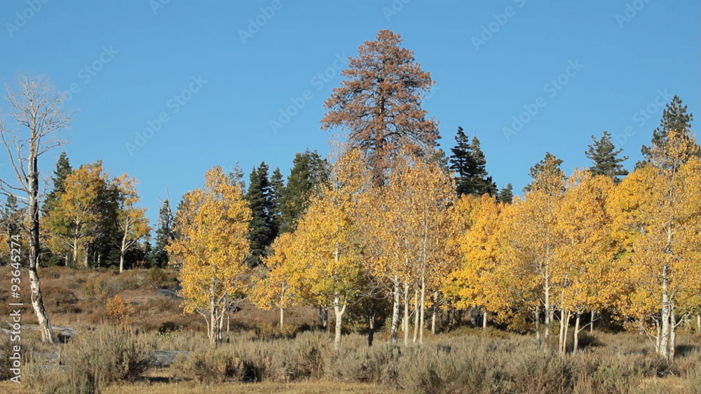 Autumn trees truck drive mountain road P HD 3494 Autumn trees truck drive mountain road P HD 3494