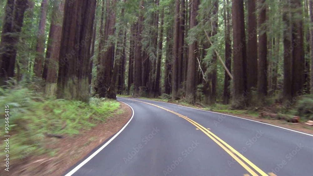 Redwood forest northern California driving left side of road HD 072 Redwood forest northern California driving left side of road HD 072