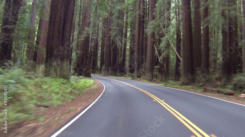 Redwood forest northern California driving left side of road HD 072