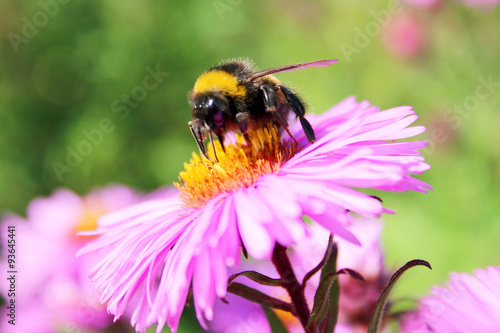 bumblebee sitting on the asters © alexmak