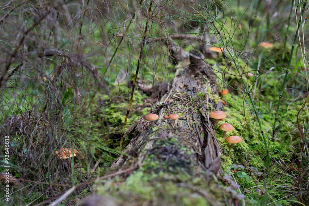 Pilze im Märchenwald Pilze im Märchenwald