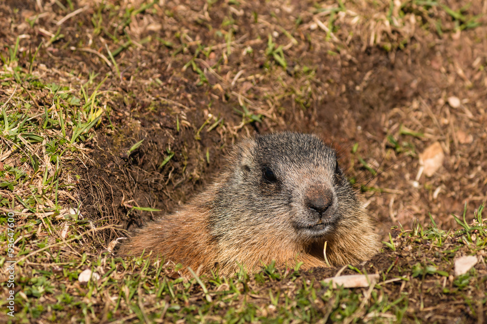 alpine marmot in burrow alpine marmot in burrow