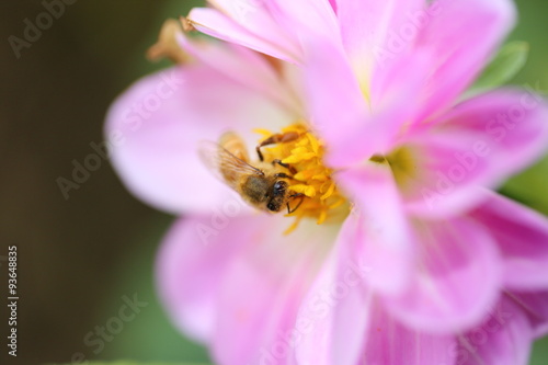 蜜蜂とダリア