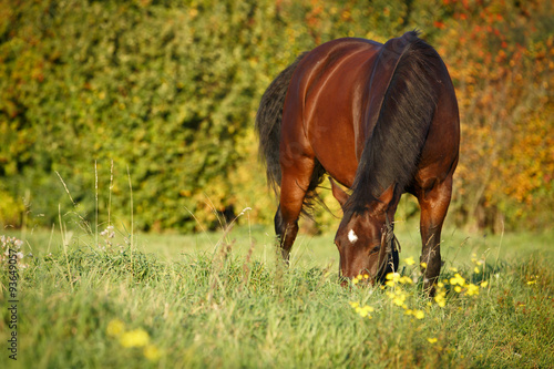Fototapeta Naklejka Na Ścianę i Meble -  Brauner im Herbst