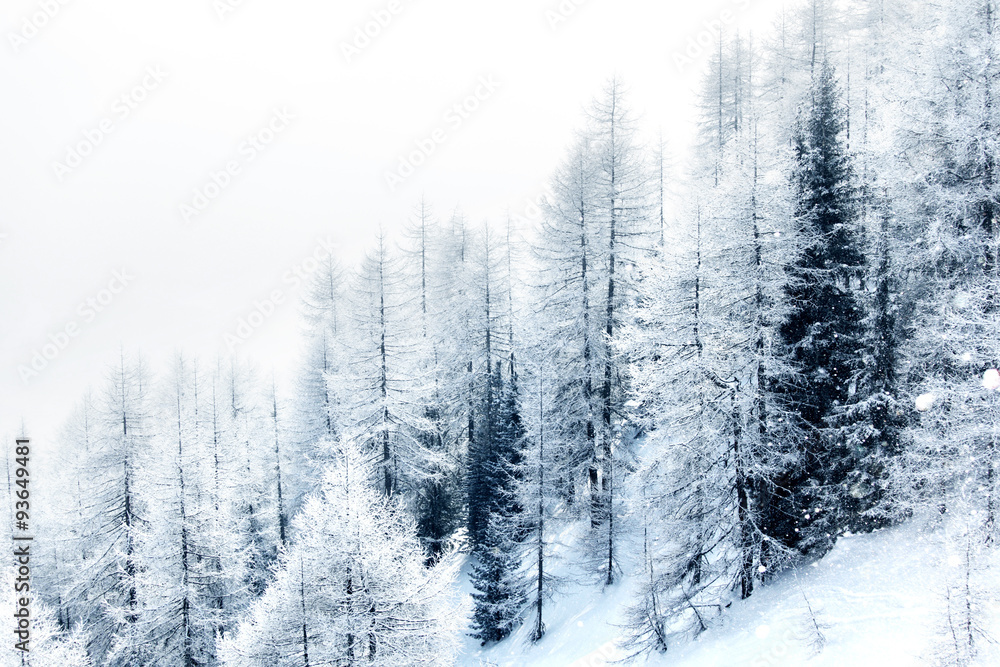 Snow covered forest - obrazy, fototapety, plakaty 
