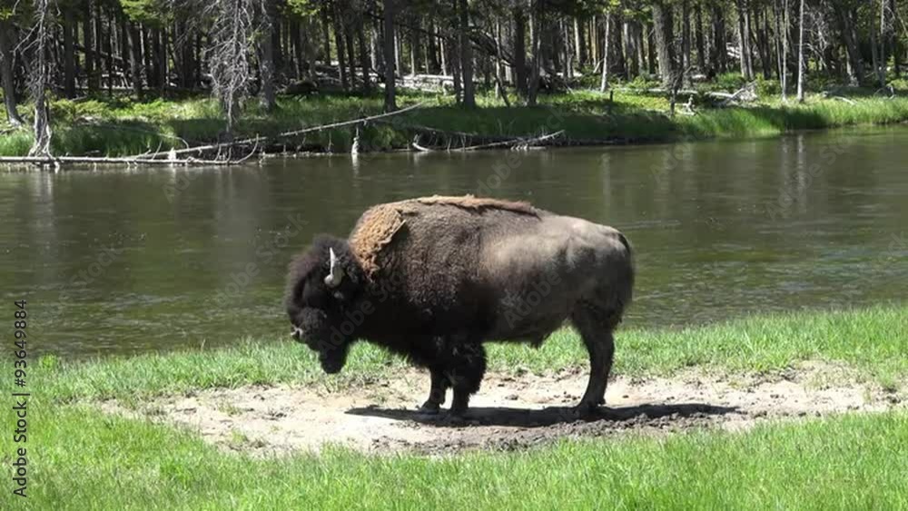American Bison standing near river Yellowstone 4K American Bison standing near river Yellowstone 4K