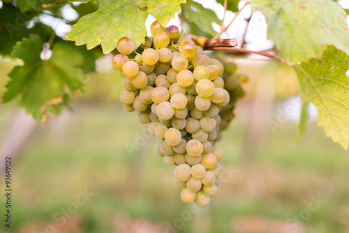 Wallpaper Mural Ripe bunches of wine grapes on a vine in warm light Torontodigital.ca