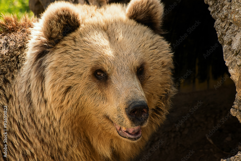 Fototapeta premium Brown bear