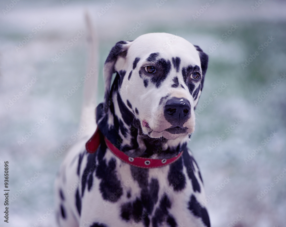 Portrait of black and white dalmatian dog Portrait of black and white dalmatian dog
