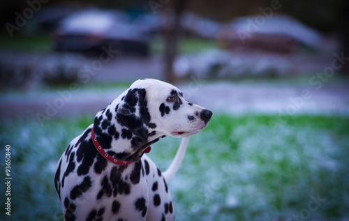 Portrait of black and white dalmatian dog