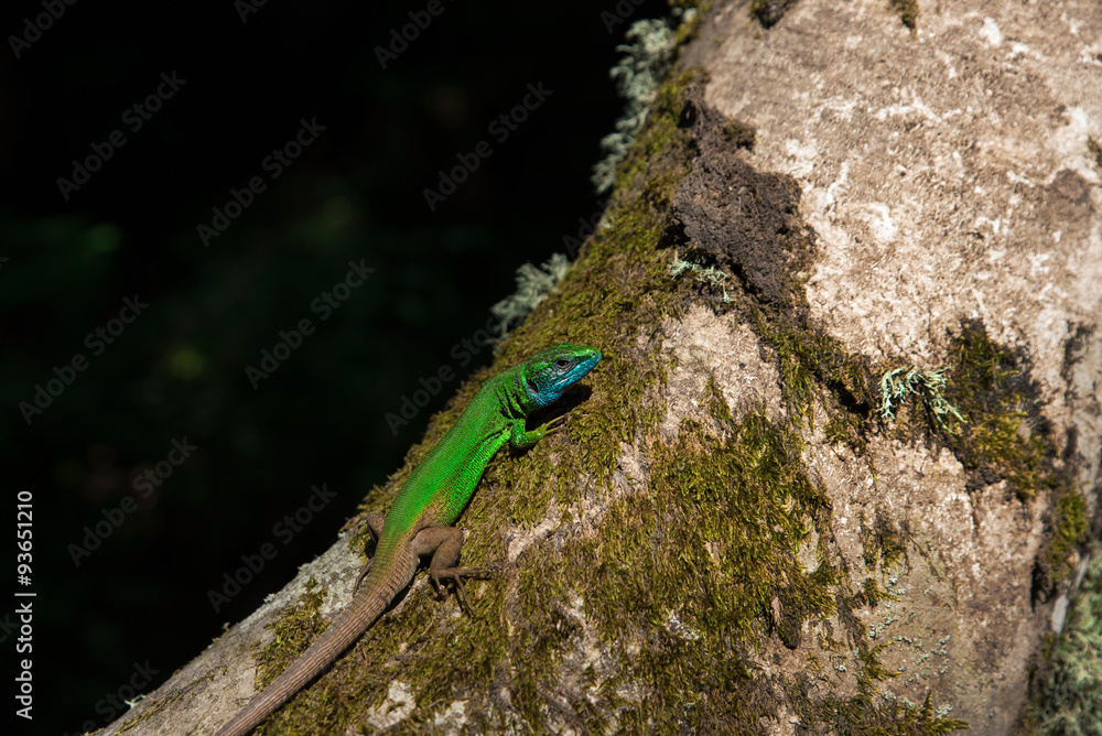 European Green Lizard or Lacerta Viridis is Sunbathing on A Tree European Green Lizard or Lacerta Viridis is Sunbathing on A Tree