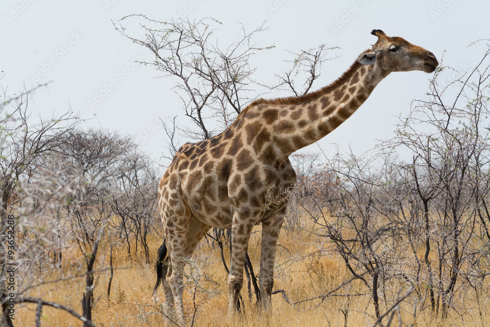 Obraz premium Giraffe eating akazia leaves.