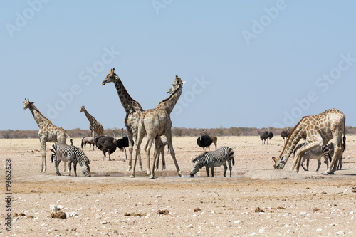 Canvas Print Groupt of giraffes and other animals at waterhole.