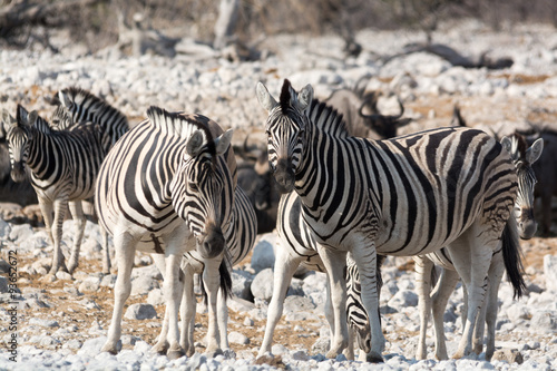 Group of Zebras