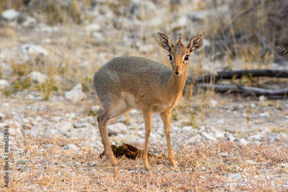 Female Damara Dik-Dik. Female Damara Dik-Dik.